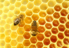 Honey